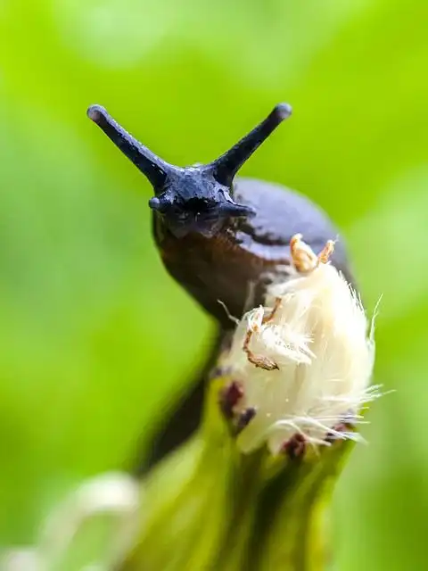 slug image
