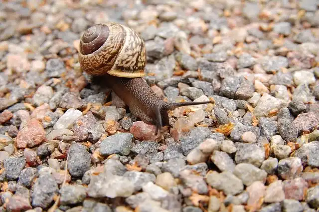 snail image