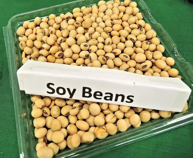 soy-beans image