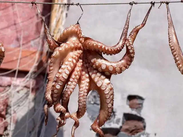 squid image