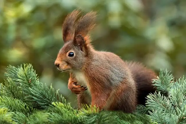 squirrels image